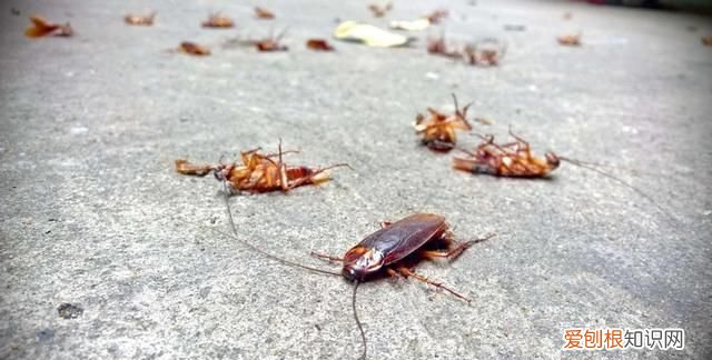 上海蟑螂防治妙招