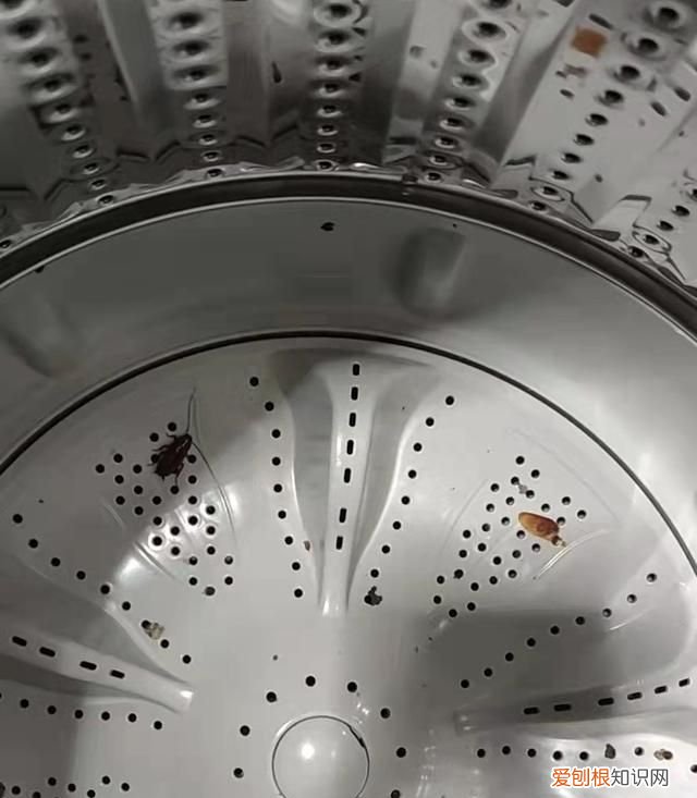 上海蟑螂防治妙招