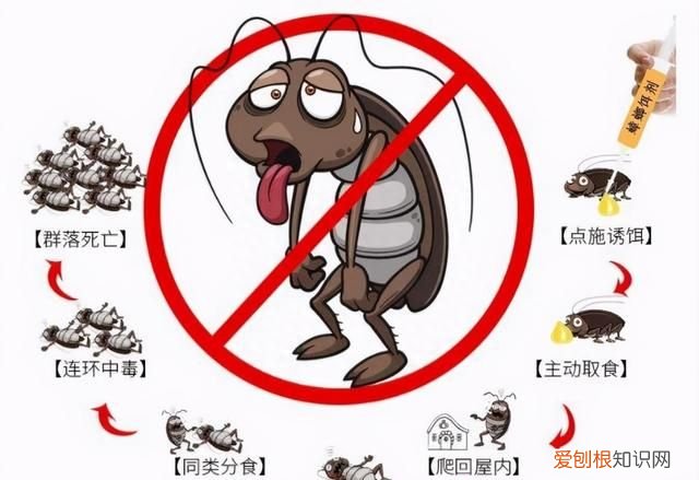 上海蟑螂防治妙招