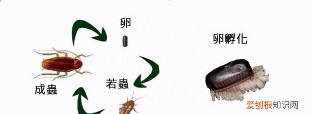 上海蟑螂防治妙招