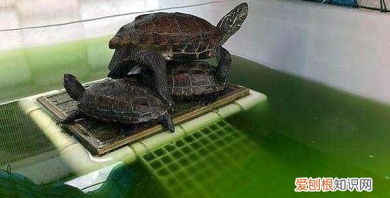 为什么养乌龟的水变绿，自来水要放多久才能养龟