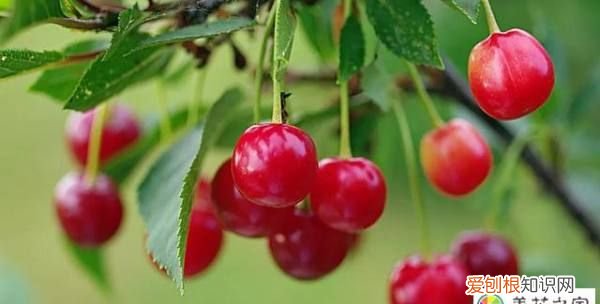 樱桃树什么时候嫁接,什么季节嫁接樱桃树最合适