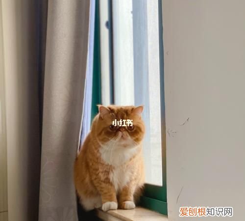 猫爬窗台是什么征兆