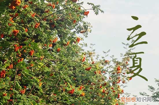 2023年立夏吃夏饼的由来 夏饼和什么可以搭配最好吃