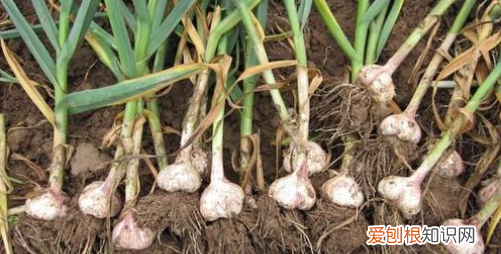 为什么新鲜蒜不能晒,新蒜能不能晒