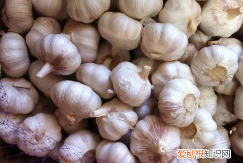 为什么新鲜蒜不能晒,新蒜能不能晒