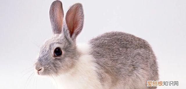 黑耳朵兔子是什么品种，黑眼睛黑耳朵是什么兔子