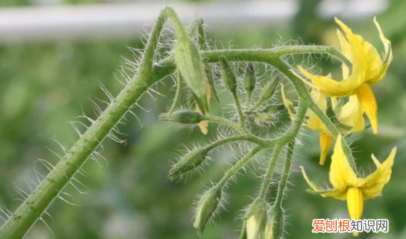 西红柿怎么授粉，室内西红柿开花了怎么授粉