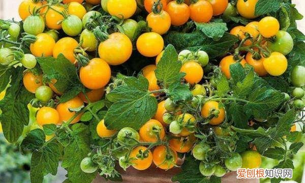 西红柿怎么授粉，室内西红柿开花了怎么授粉