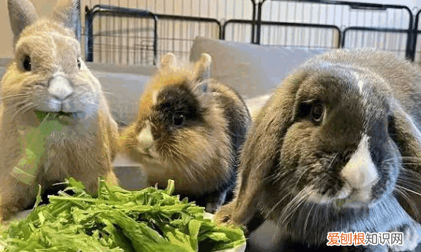 养侏儒兔需要注意什么，荷兰侏儒兔养殖的人有很多吗