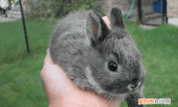 养侏儒兔需要注意什么，荷兰侏儒兔养殖的人有很多吗