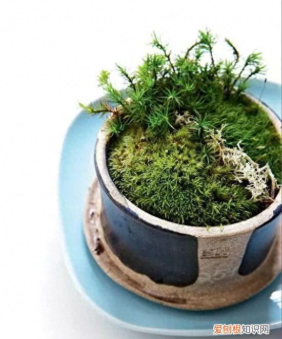 苔藓盆景适合家里养吗,苔藓室外盆景能活吗
