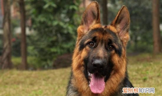 主人打德牧会记仇，两个月的德牧老是咬我咋回事啊