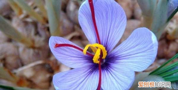 藏红花种球怎么种，藏红花怎么种植方法盆栽