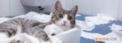 猫砂盆怎么消毒，家里有猫瘟的猫怎么做消毒
