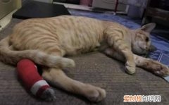 猫脚受伤了怎么办，小猫的脚受伤了怎么办