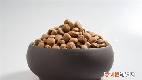 猫咪爱吃什么食物，猫爱吃什么食物有哪些