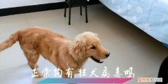 狗的爪子有狂犬病毒，狗的爪子上有狂犬病毒吗?