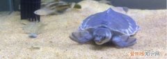 猪鼻龟为什么总在水面，猪鼻龟总是浮在水面上