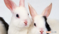 侏儒兔认人，暹罗兔和侏儒兔哪个智商更高些