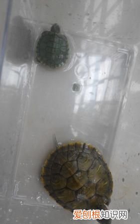 巴西龟多久换水，巴西龟多长时间换水一次