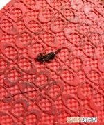 红色hrhr虫是啥，玉米种子京单58怎么样