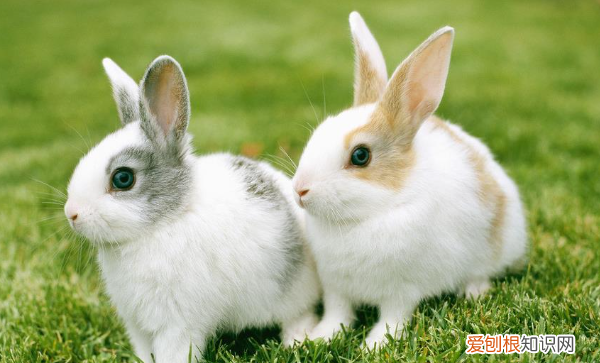 养侏儒兔有感情，兔子对主人有感情的表现