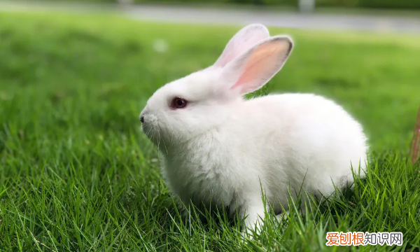 养侏儒兔有感情，兔子对主人有感情的表现