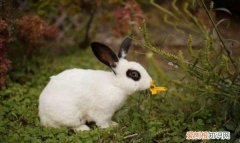 侏儒兔喜欢吃什么，兔子吃什么食物好消化