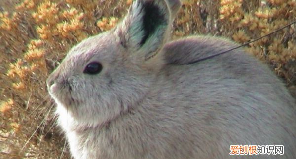 侏儒兔喜欢吃什么，兔子吃什么食物好消化