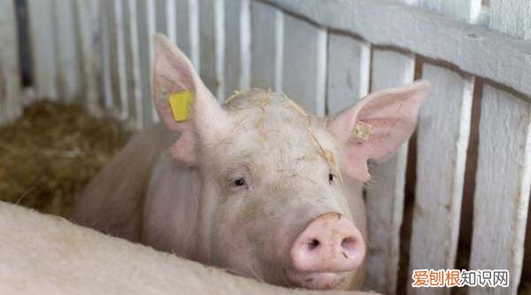 猪能吃猪肉，什么动物吃猪肉