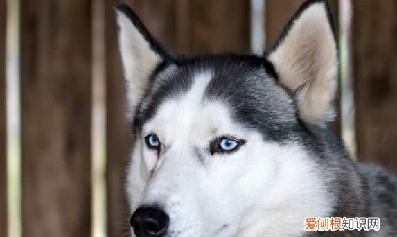 中型犬有哪些，中型犬排行榜前十名图片