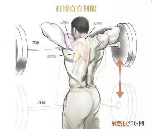 杠铃直立划船锻炼哪个部位,杠铃划船锻炼哪个部位的肌肉