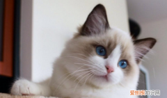 重点色短毛猫和暹罗猫区别，暹罗猫和手套色布偶猫的区别