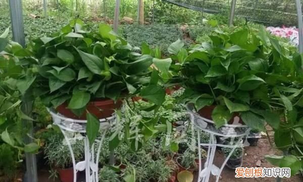 大绿萝根怎么养，大绿萝怎么养护和浇水