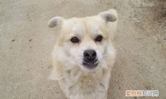 中华田园犬吃什么，土狗吃什么食物比较好养