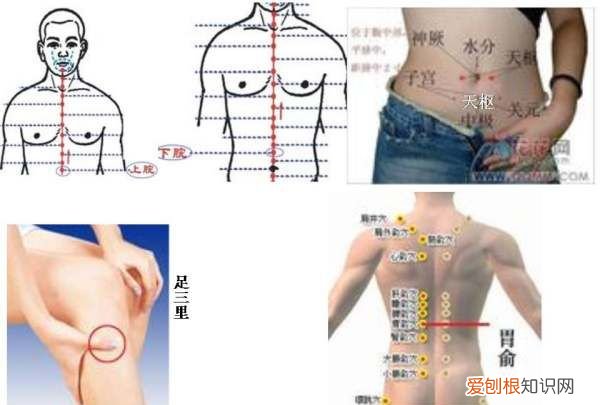 中脘穴在哪儿，中脘,神阙,关元,命门,足三里图