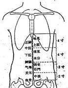 中脘穴在哪儿，中脘,神阙,关元,命门,足三里图