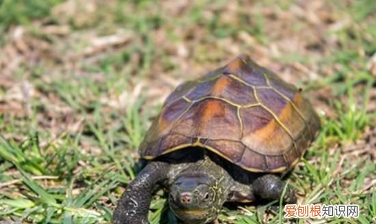 中华草龟认识主人，草龟要多久才会认识主人