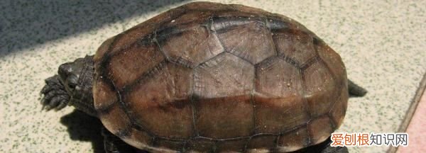 中华草龟认识主人，草龟要多久才会认识主人