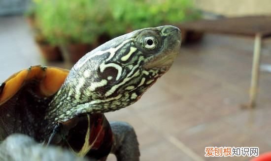 中华草龟认识主人，草龟要多久才会认识主人