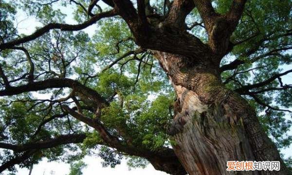 北方怎么种香樟树，北方适合种香樟树种香樟树能挣钱