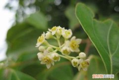 北方怎么种香樟树，北方适合种香樟树种香樟树能挣钱