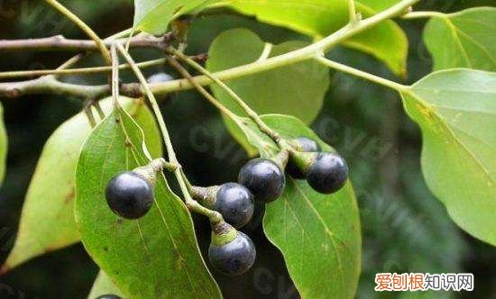 北方怎么种香樟树，北方适合种香樟树种香樟树能挣钱