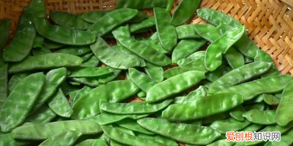 梅豆角的做法，炒梅豆角的家常做法大全