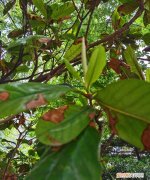 枇杷的种子可以种，枇杷子可以种活吗