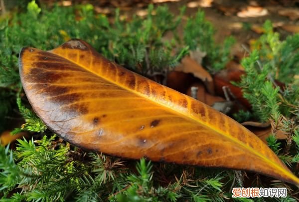 枇杷的种子可以种，枇杷子可以种活吗