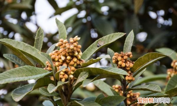 枇杷的种子可以种，枇杷子可以种活吗