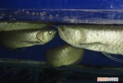 什么鱼能和银龙一起养