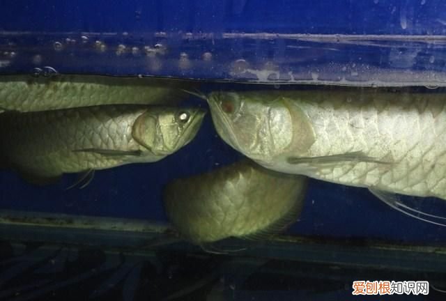 什么鱼能和银龙一起养